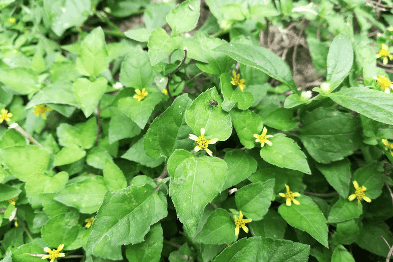 Where It Grows Best And What To Expect