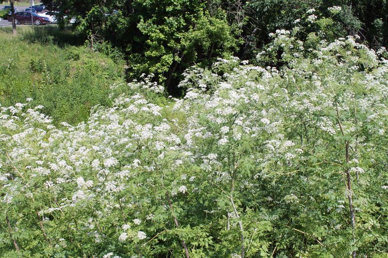 When Poison Hemlock Is Most Noticeable In The Garden