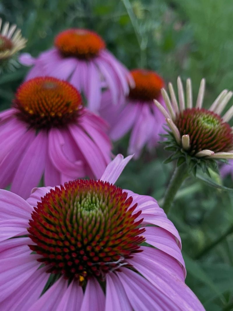 Why Pennsylvania Gardeners Love It