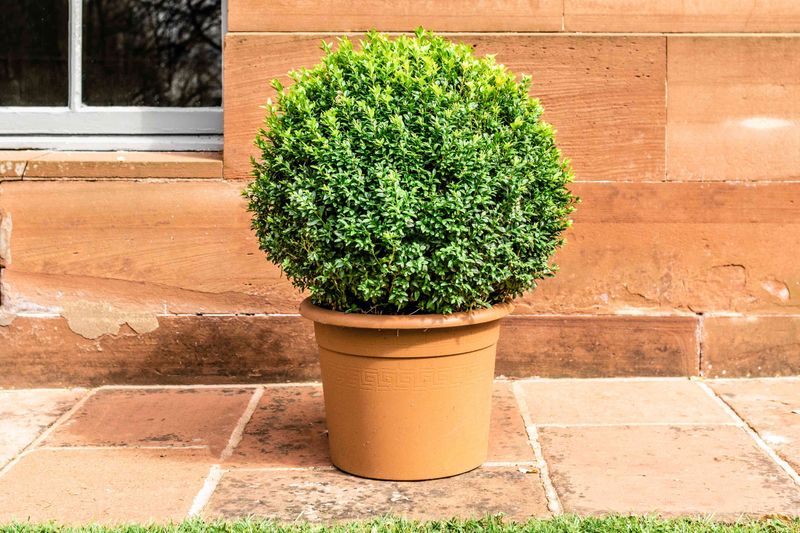How To Keep Potted Boxwood Looking Its Best