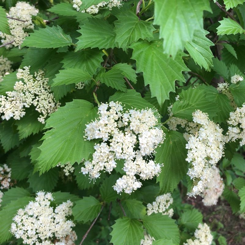 What Homeowners Get Beyond Privacy