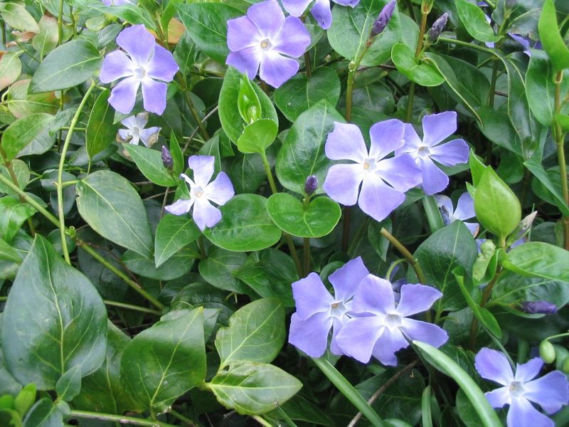 Why Vinca Performs So Well In Texas