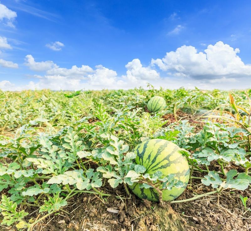 Warm Florida Conditions Support Strong Growth