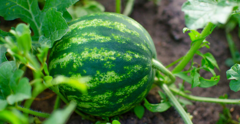What Makes Watermelon A Tricky But Popular April Planting In Florida