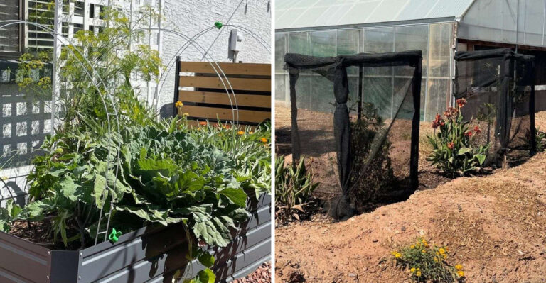 What Many Arizona Gardeners Miss Before The First Real Heat Arrives