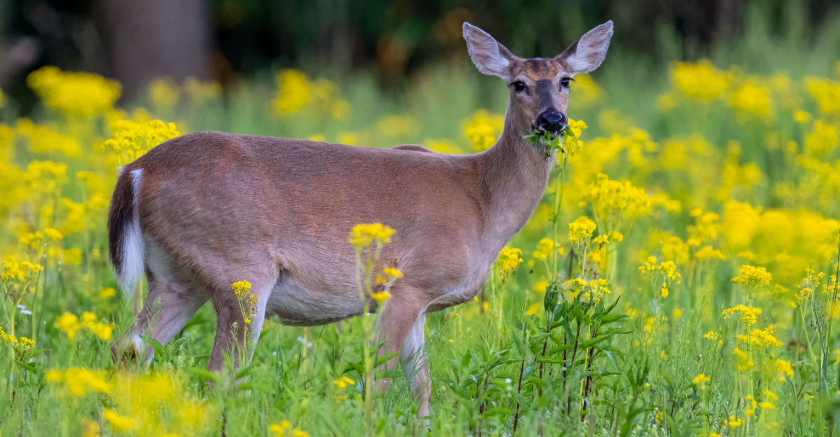 deer eating flowers
