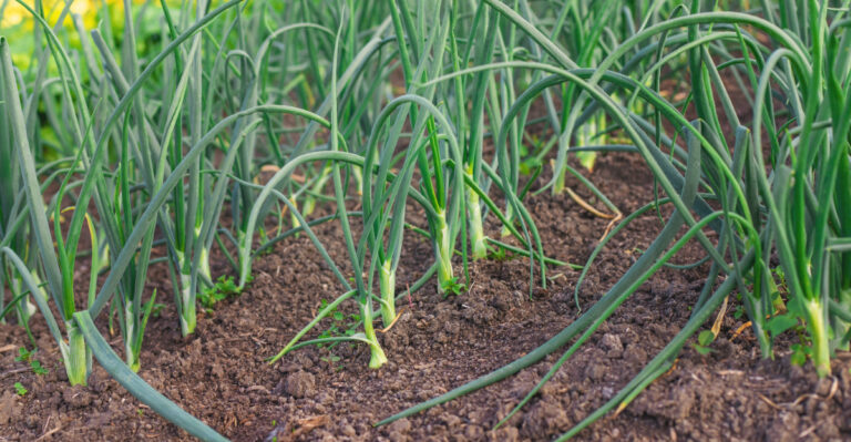green onions