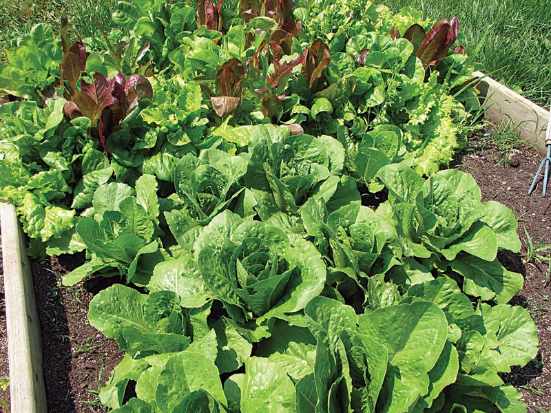 Plant Warm-Season Crops At The Right Time For Your Zone