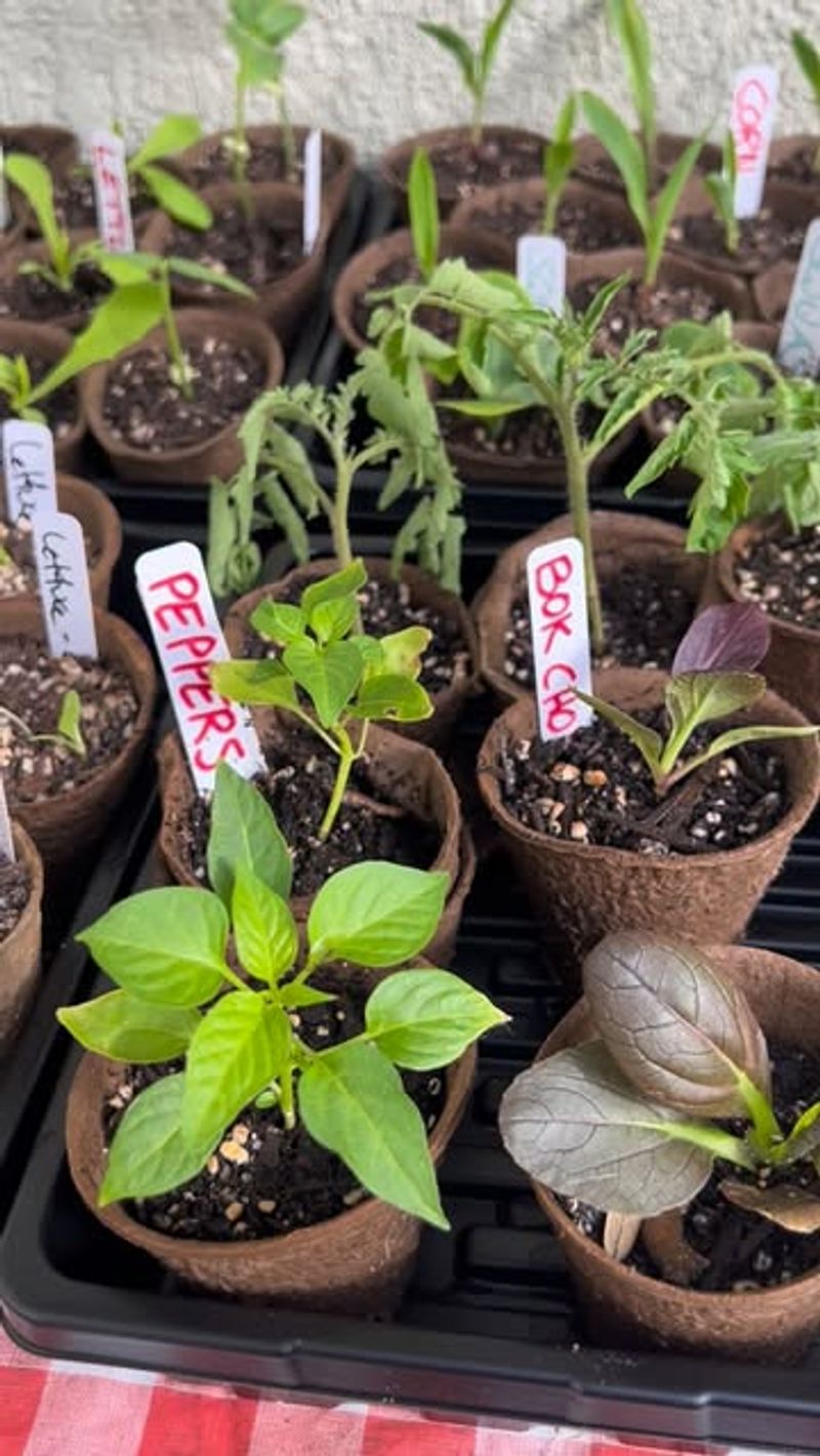 Adjust Planting Timing By About 1 To 2 Weeks