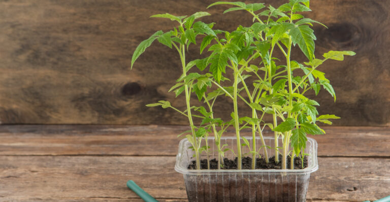 tomato seedlings