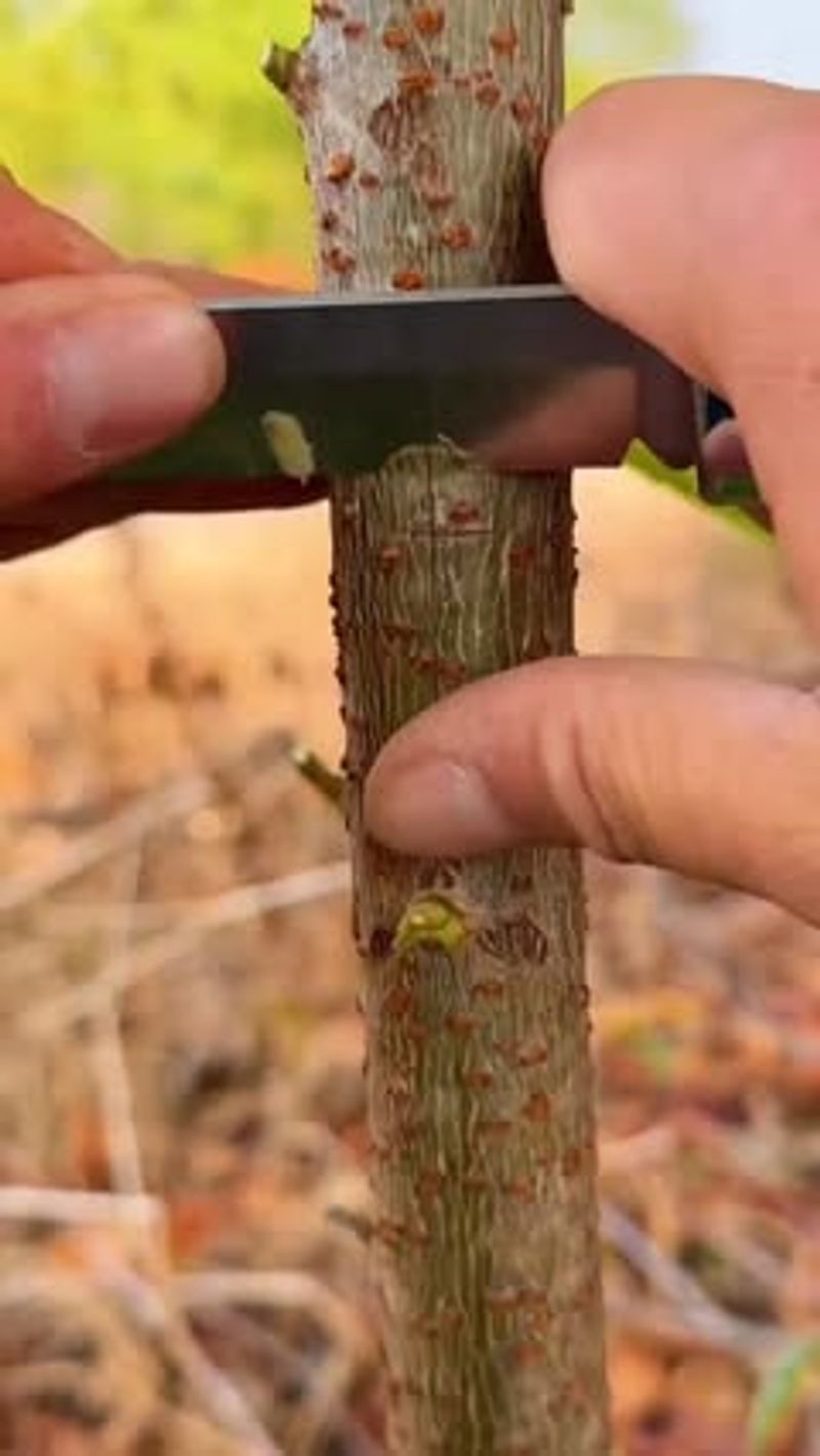 Check For Green Tissue Under The Bark