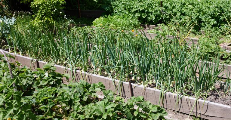 vegetable garden