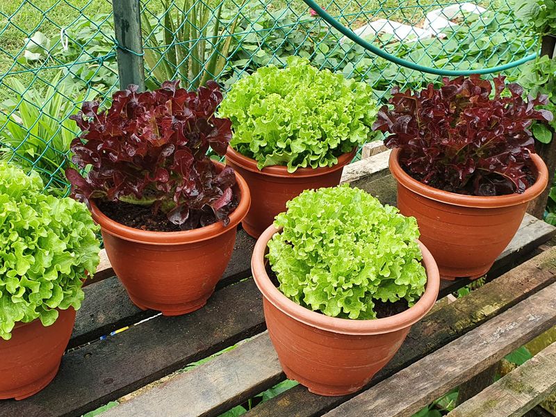 Leaf Lettuce Grows Quickly In Cool Spring Containers
