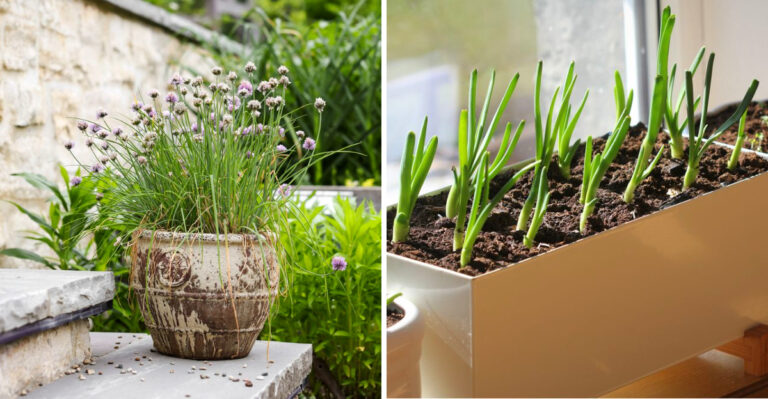 What Michigan Gardeners Should Plant In April In Containers