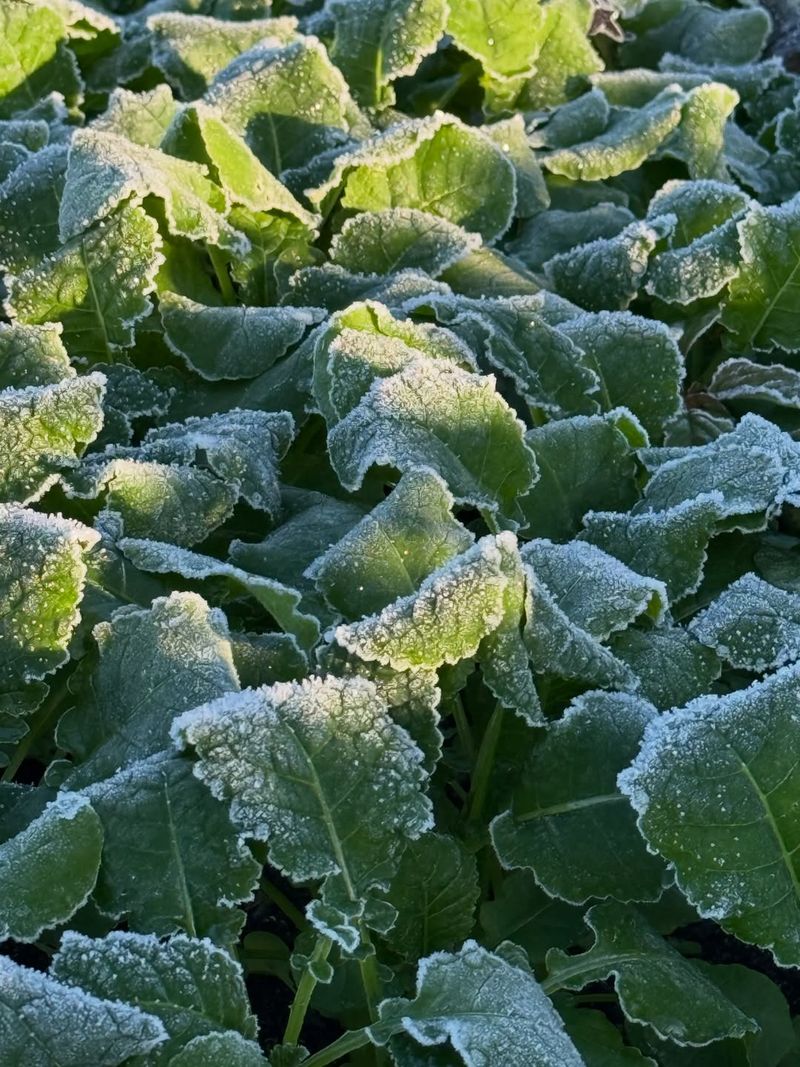 Check Your Frost-Free Date Before Planting Tender Crops