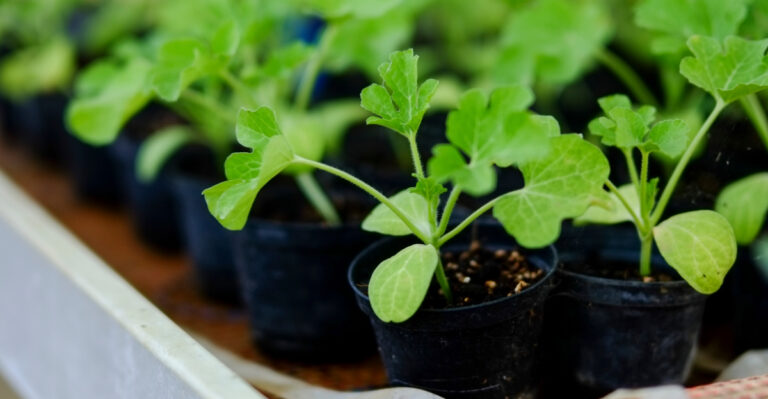 What Michigan Zone 5 And 6 Gardeners Should Do The Last Week Of April