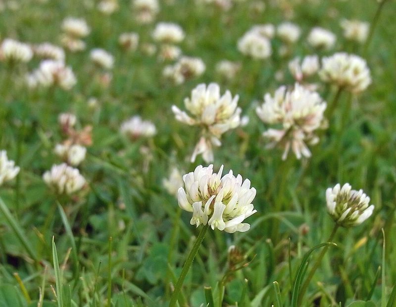 Why Clover Stays Full With Minimal Mowing And Feeding