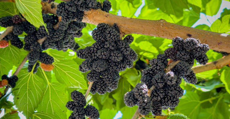 What Mulberry Trees In Arizona Need In April For More Fruit
