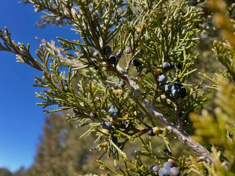 Native Trees And Shrubs Provide Safe Nesting Sites