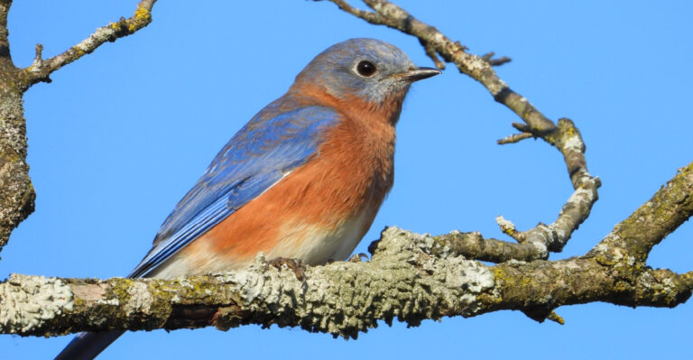 What Nesting Birds In Pennsylvania Actually Need In Your Yard (Beyond Feeders)