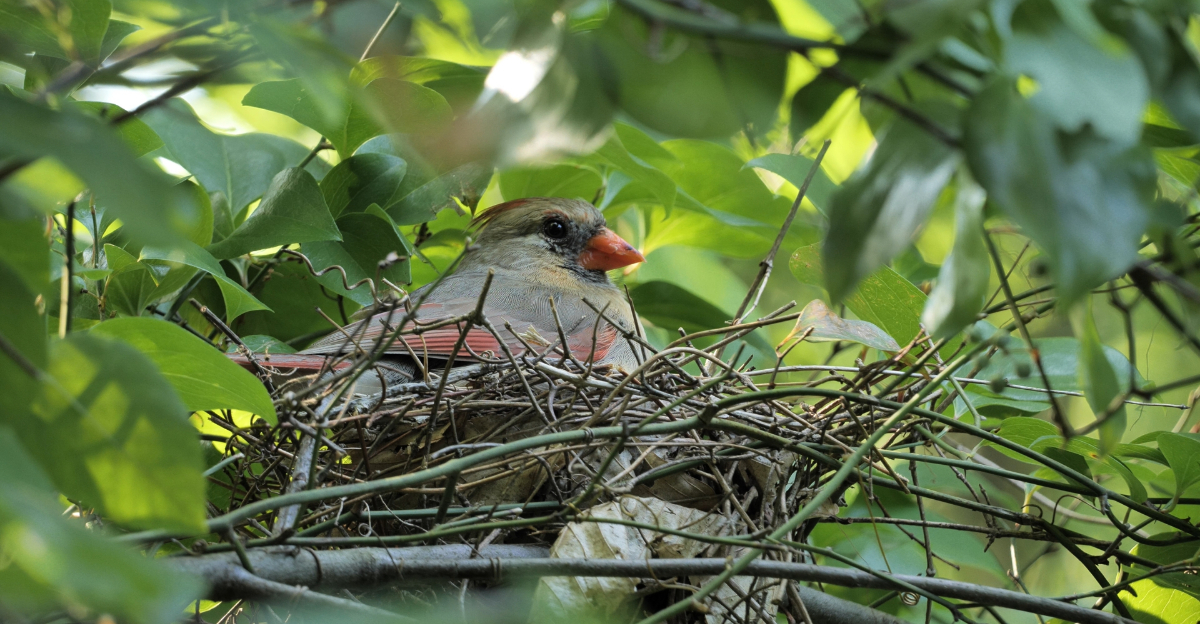 What Nesting Birds In Texas Actually Need Beyond Feeders