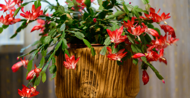 Christmas cactus