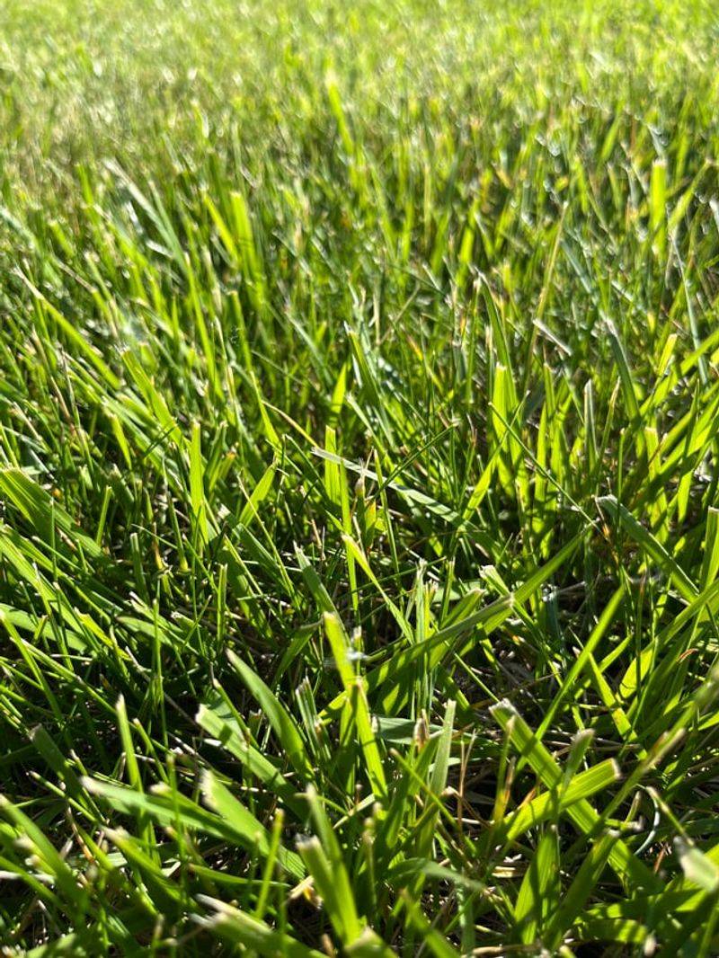 Grass Gets Taller Faster Than Many Gardeners Expect