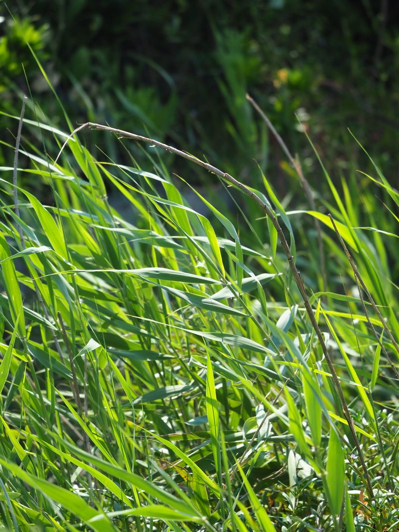 Can Taller Grass Increase Tick Risk?