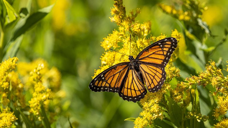 Early Spring Nectar Brings In More Butterflies