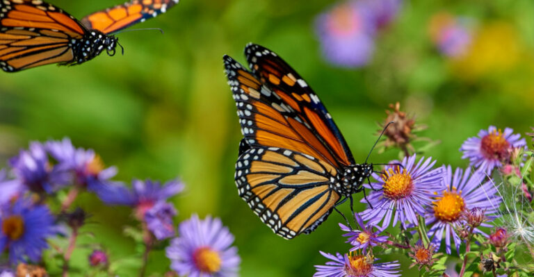 What North Carolina Butterfly Gardens Need In April To Attract More Species