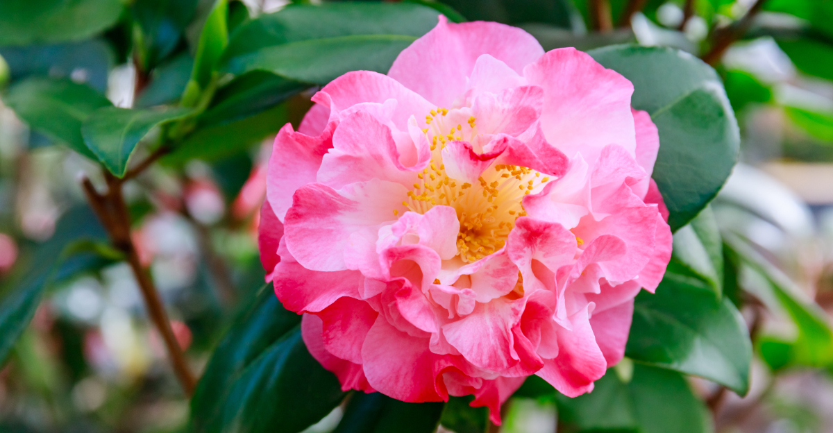 camellia