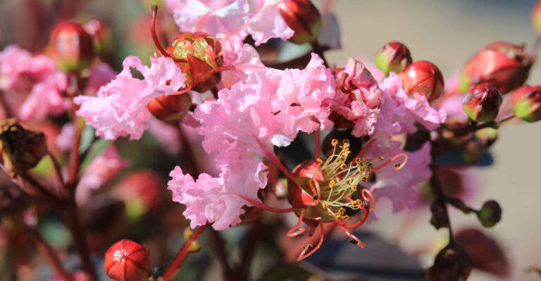What North Carolina Crape Myrtles Really Need In May And What To Stop Doing