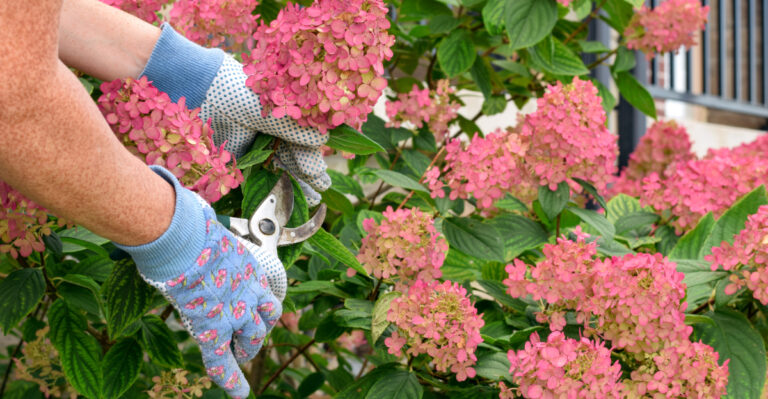 pruning hydrangea