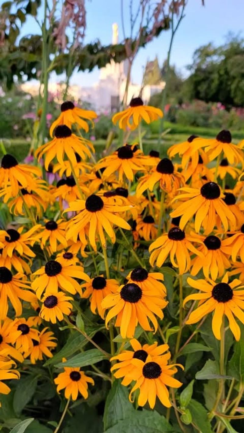 Black-Eyed Susan