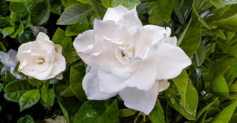 gardenia