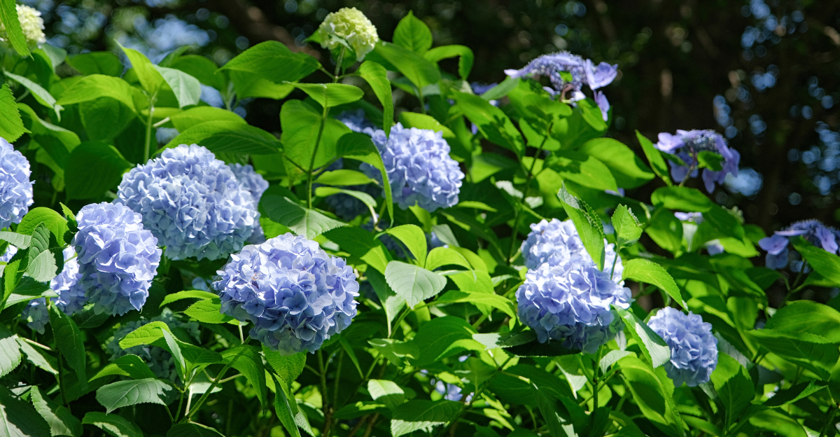 blue hydrangea