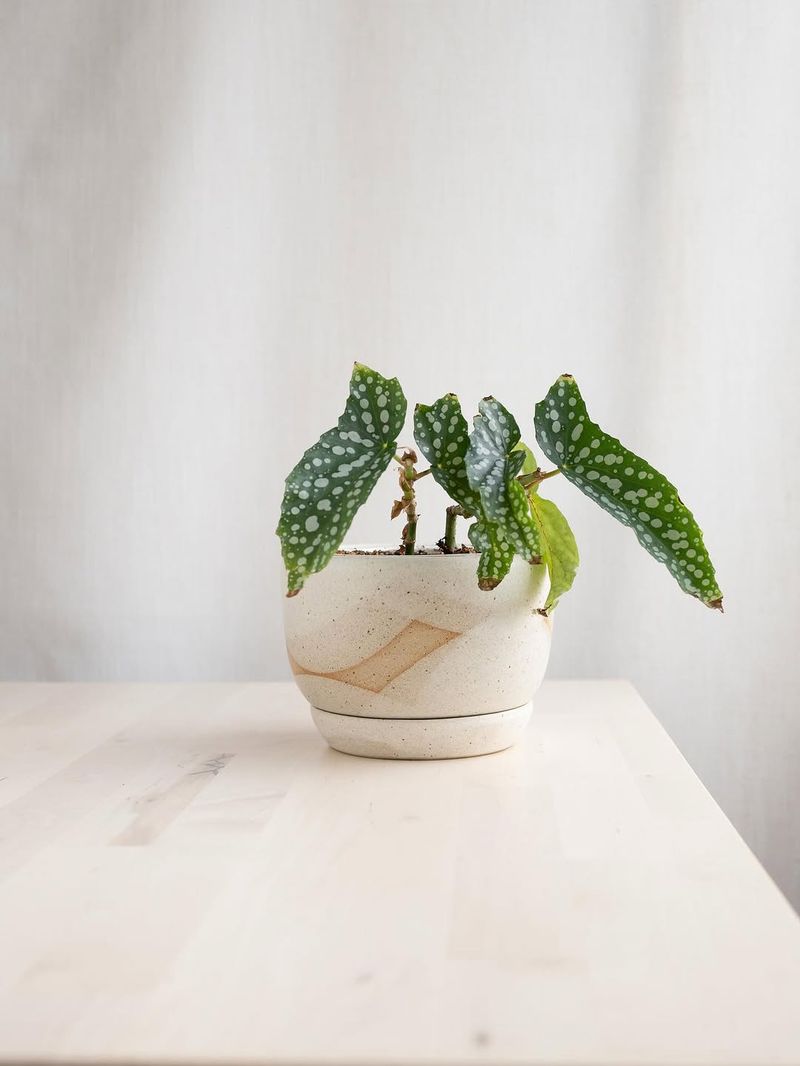 Bright Indirect Light Keeps It Looking Good