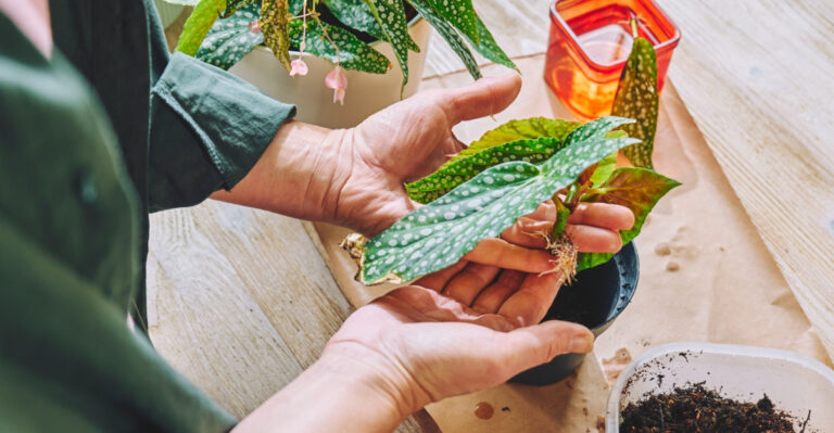 What North Carolina Plant Lovers Should Know About Polka Dot Begonia Care