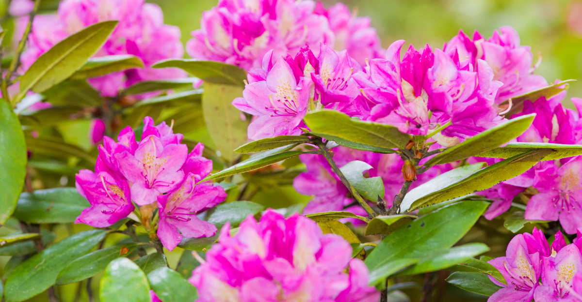 rhododendron
