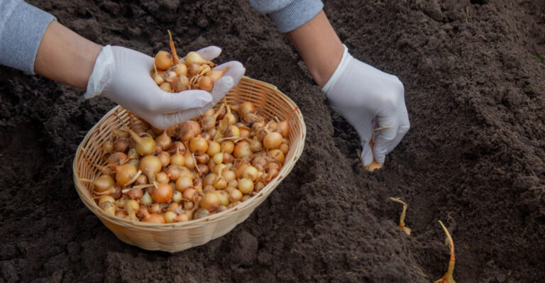 What Ohio Gardeners Can Plant In April Before The Last Frost