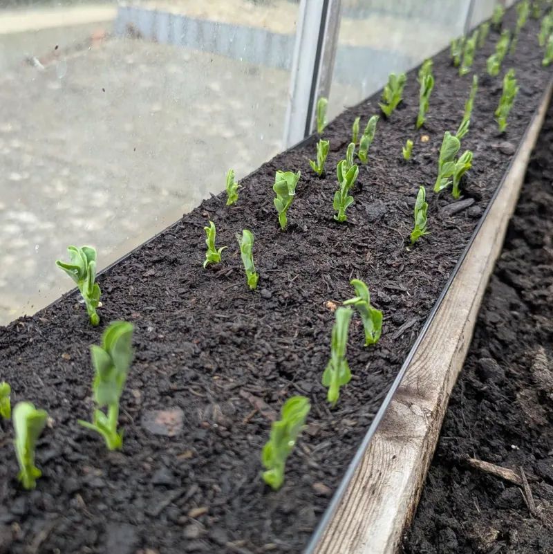 Peas Get A Head Start When Sown Early Outdoors