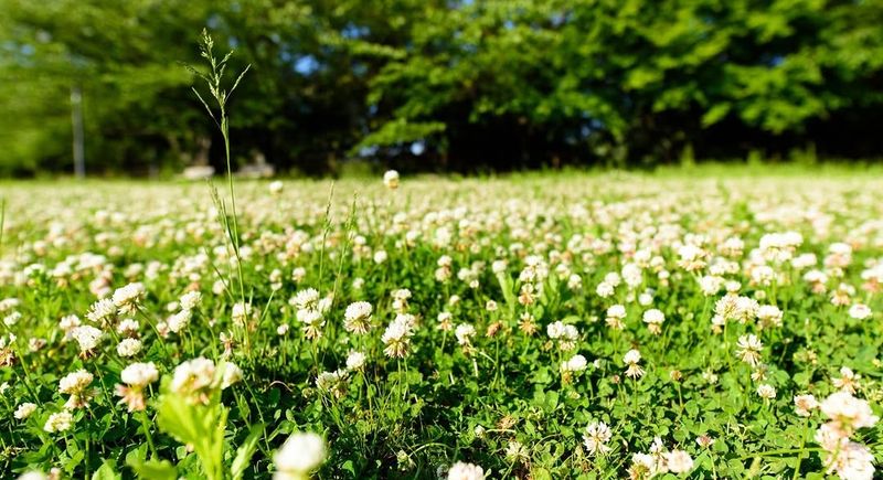 Remember White Clover Is Not Native To Ohio