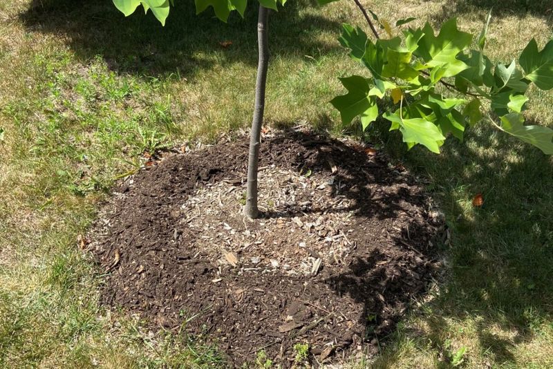 Mulch Trees And Shrubs But Keep It Away From Trunks