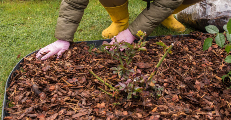 mulching around roses