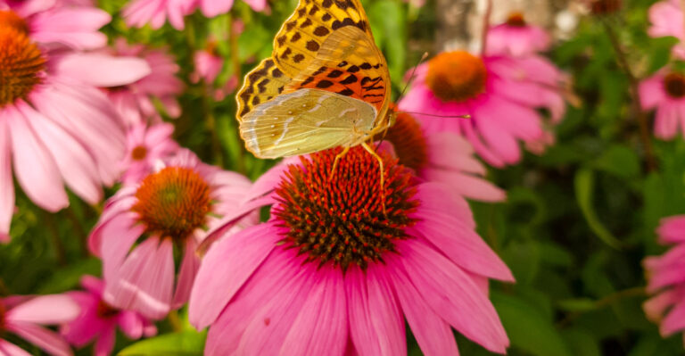 butterfly on coneflower