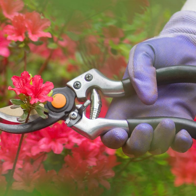 Prune At The Right Time