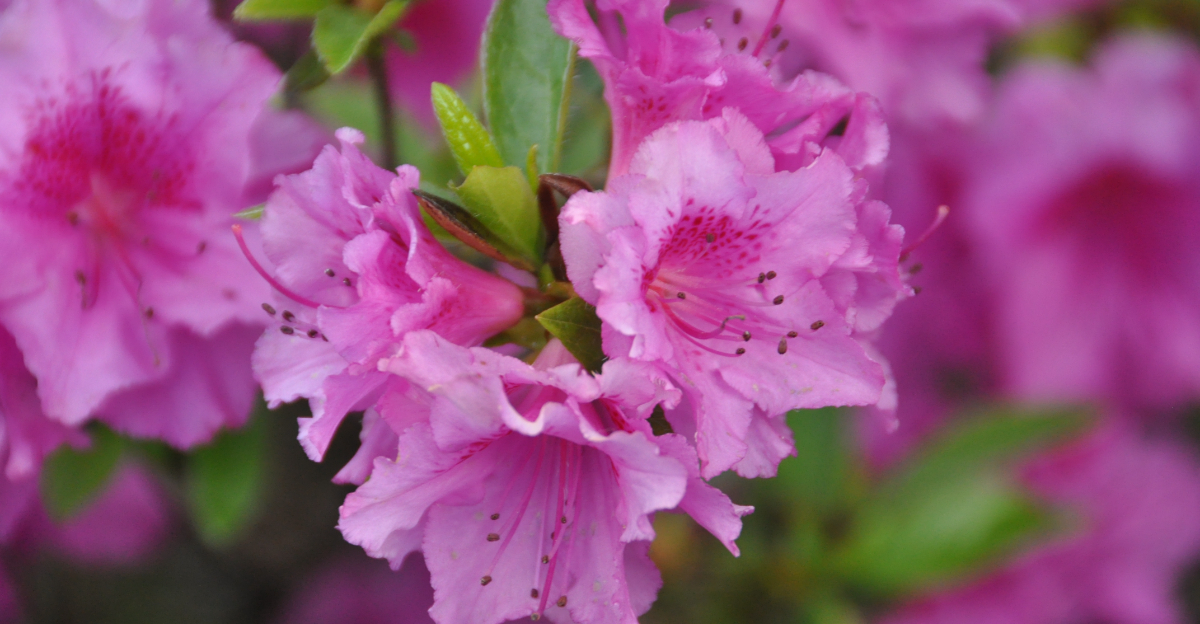azaleas