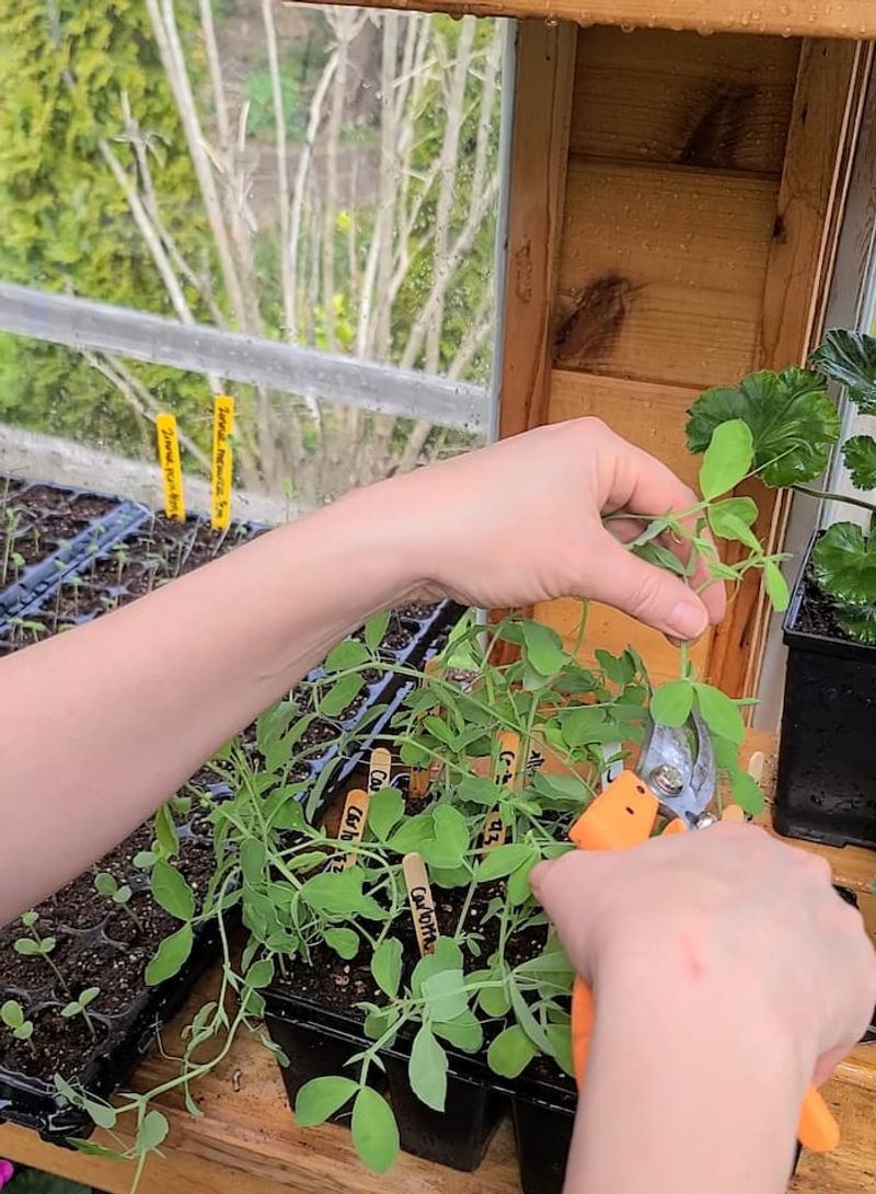 Sweet Peas Fill Out With A Simple Pinch Back
