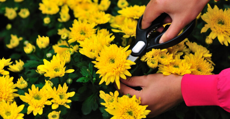 What Oregon Gardeners Should Be Pinching Back Right Now For Bushier Plants