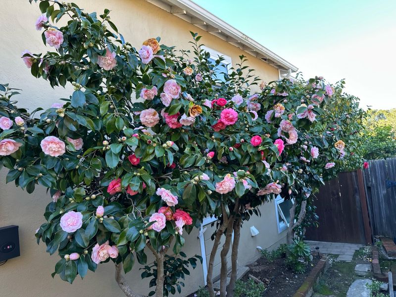 Remove Spent Camellia Blooms